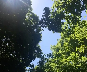 Sonbahara gelmeden yeşil yapraklar ve mavi gökyüzünün tadını çıkaralım.  #ITU1773 #ITUyesilkampus #ITUcokyesil  Video: @ezgidilek1